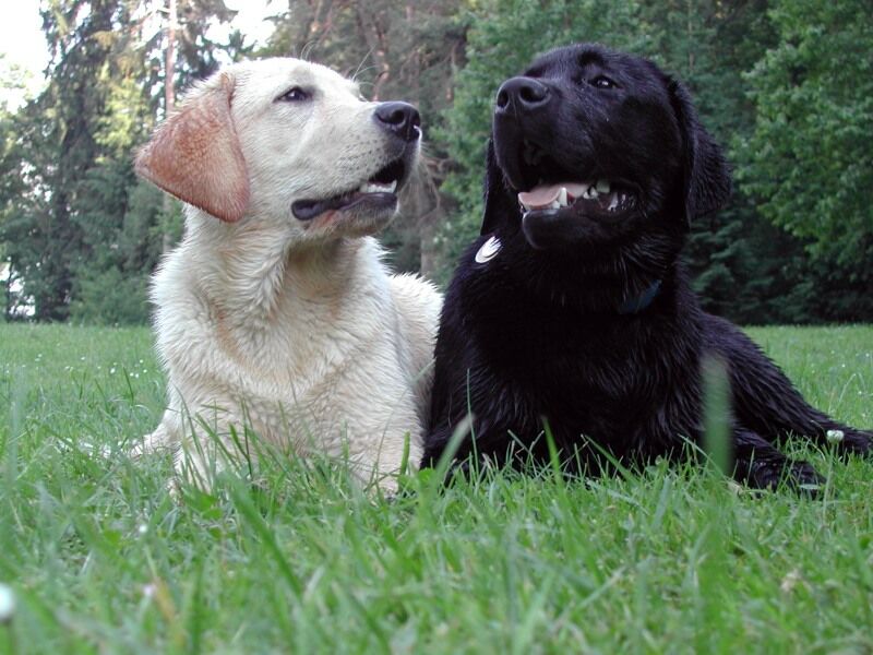 Labrador Retrievers black and yellow