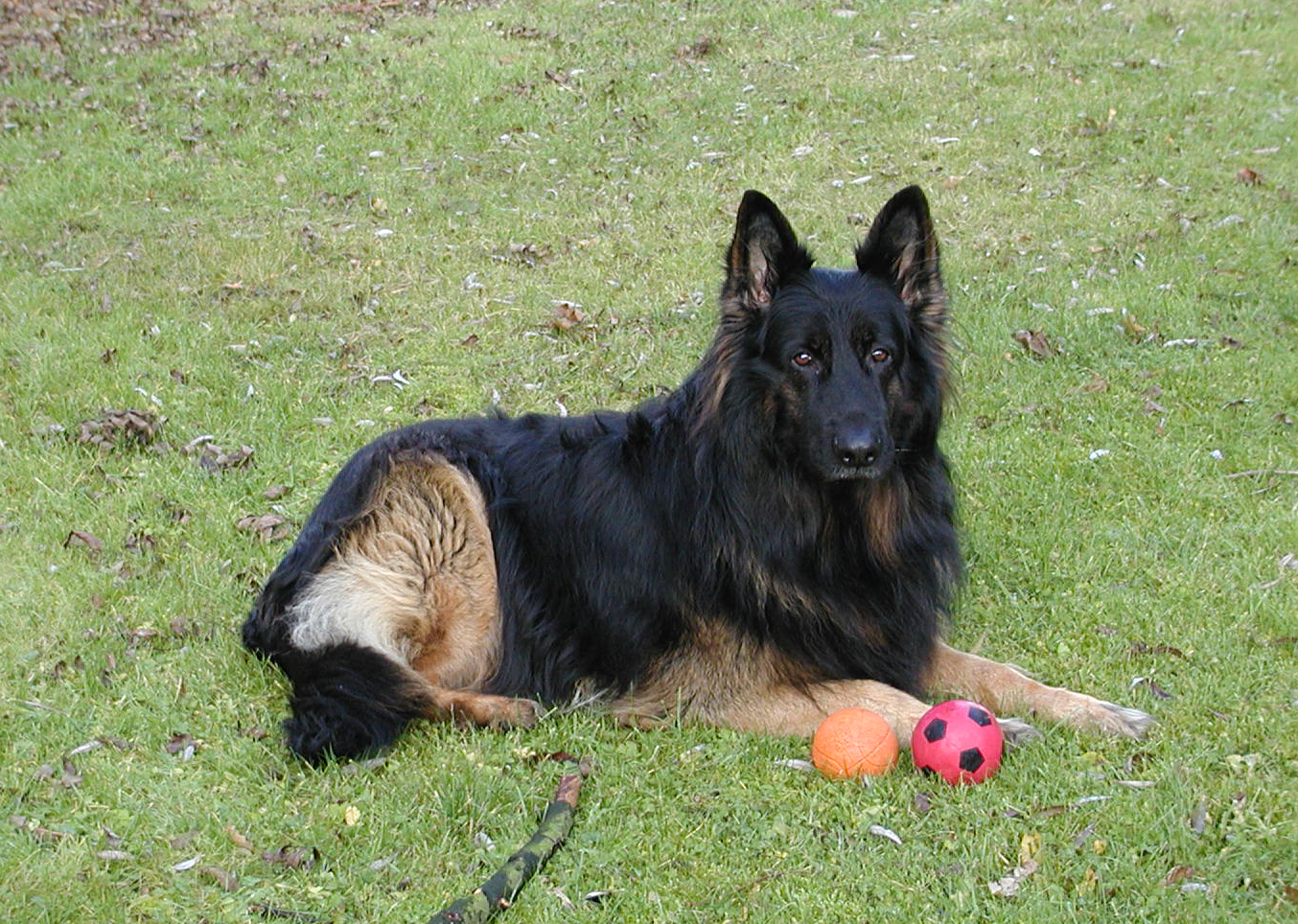 Old German Shepherd Dog Wikiwand