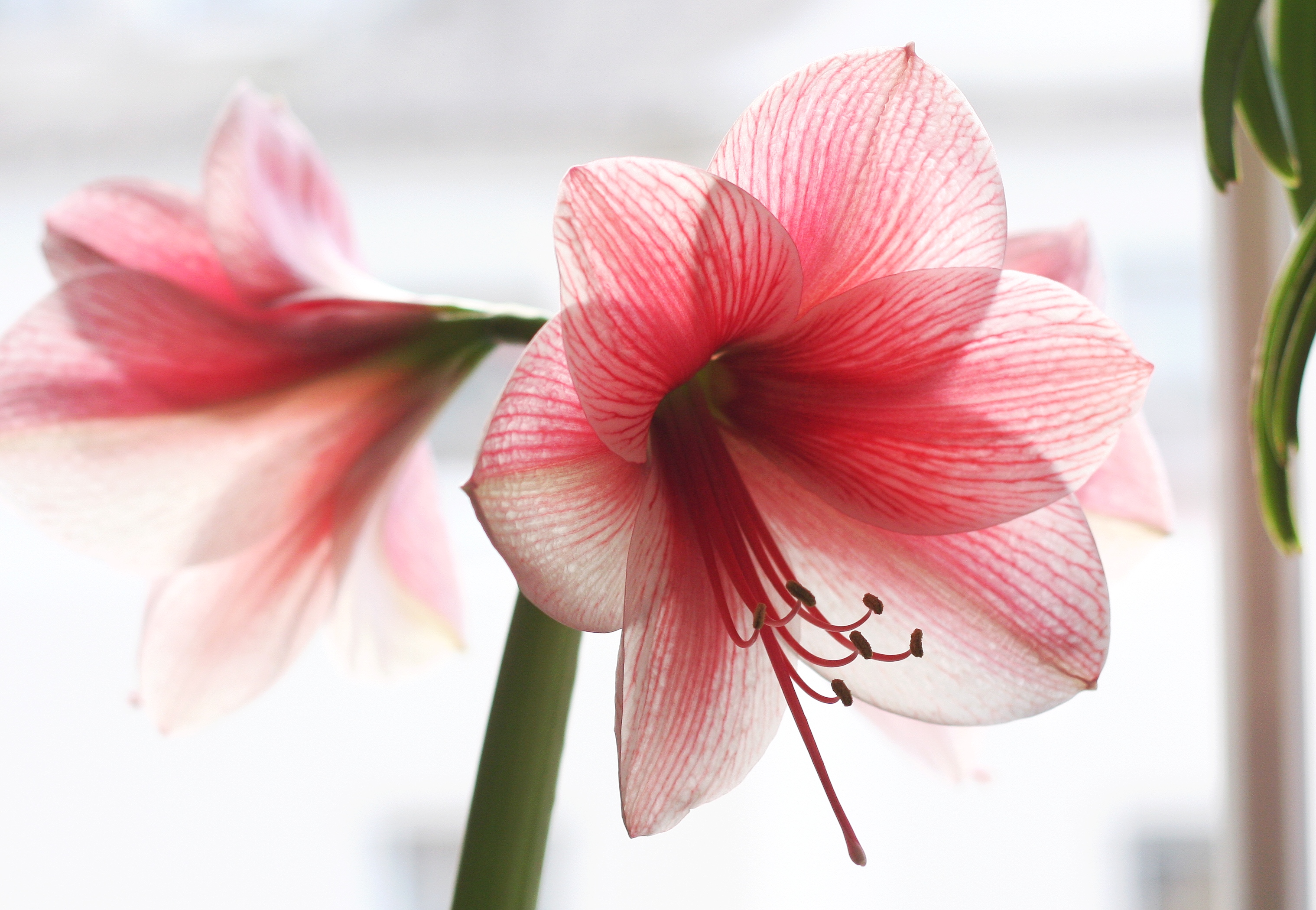 Цветок похожий на лилию на толстом. Амариллис цветок. Амариллис Пикоти. Луковичный цветок амариллис. Лилия амариллис.