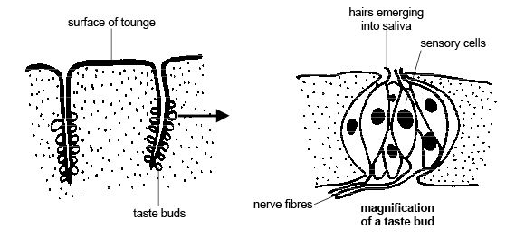 File:Anatomy and physiology of animals Taste buds on the tongue.jpg