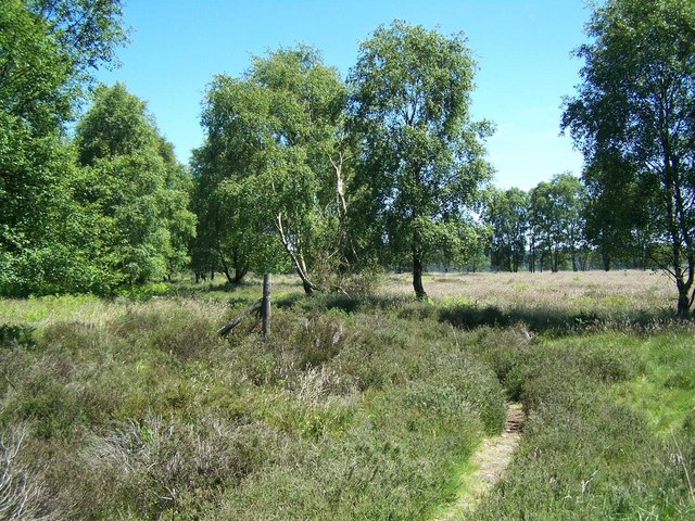 File:Anson's Bank, Cannock Chase - geograph.org.uk - 838088.jpg