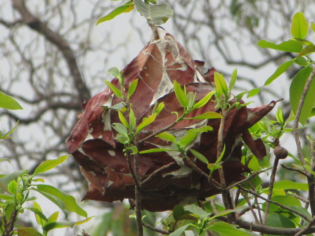 File:Ants nest.jpg