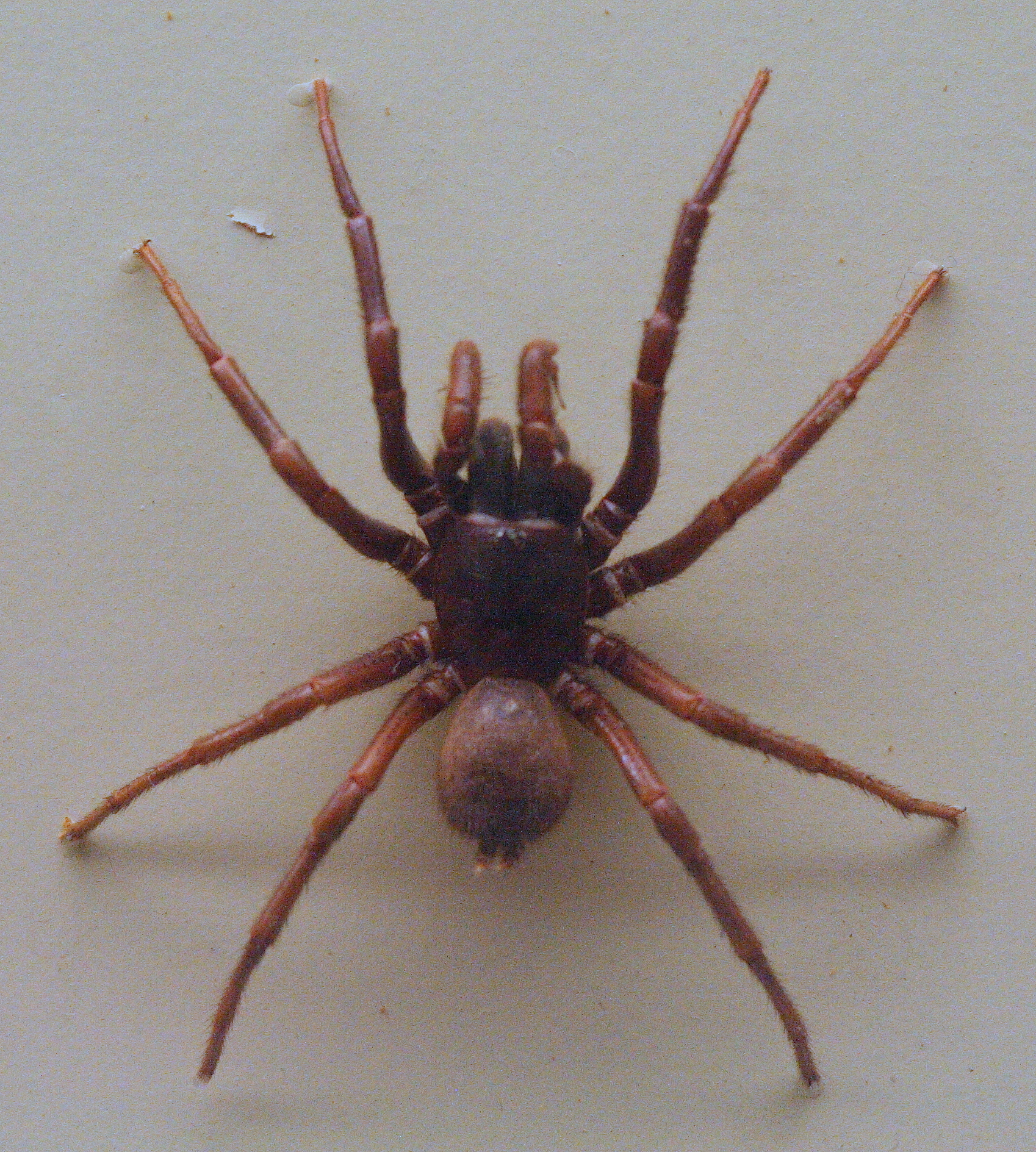 Spiders - The Australian Museum