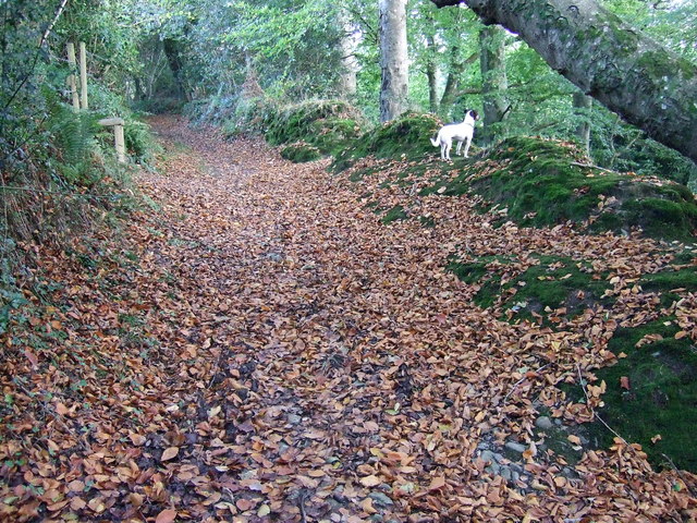 File:Autumn leaves - geograph.org.uk - 1019242.jpg