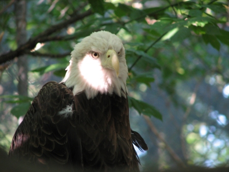 File:BaldEagle2.jpg