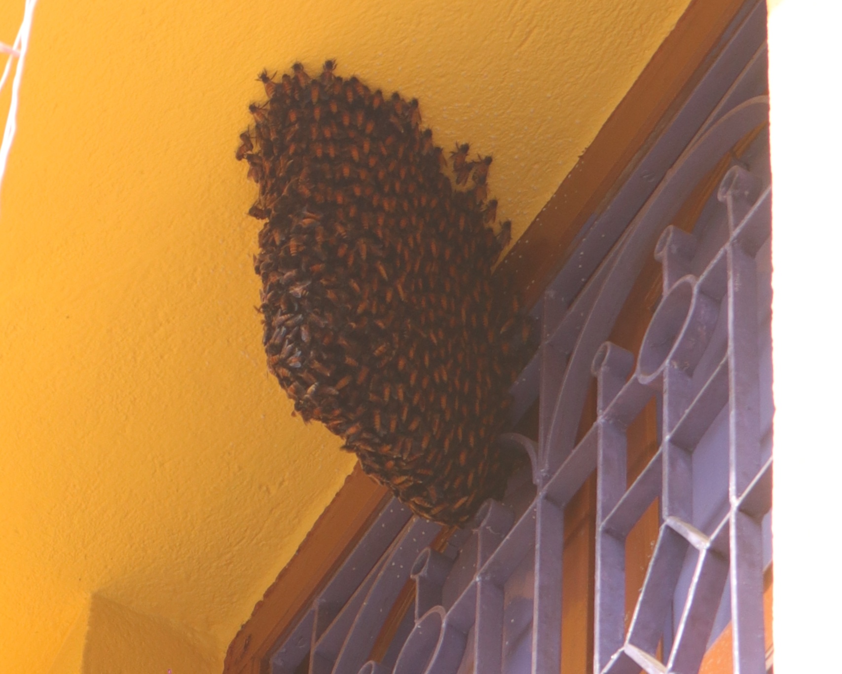 Hidden bee. Пчелиный дом из нити. Beehive inside Art. Hole as a Bee Home in hand.