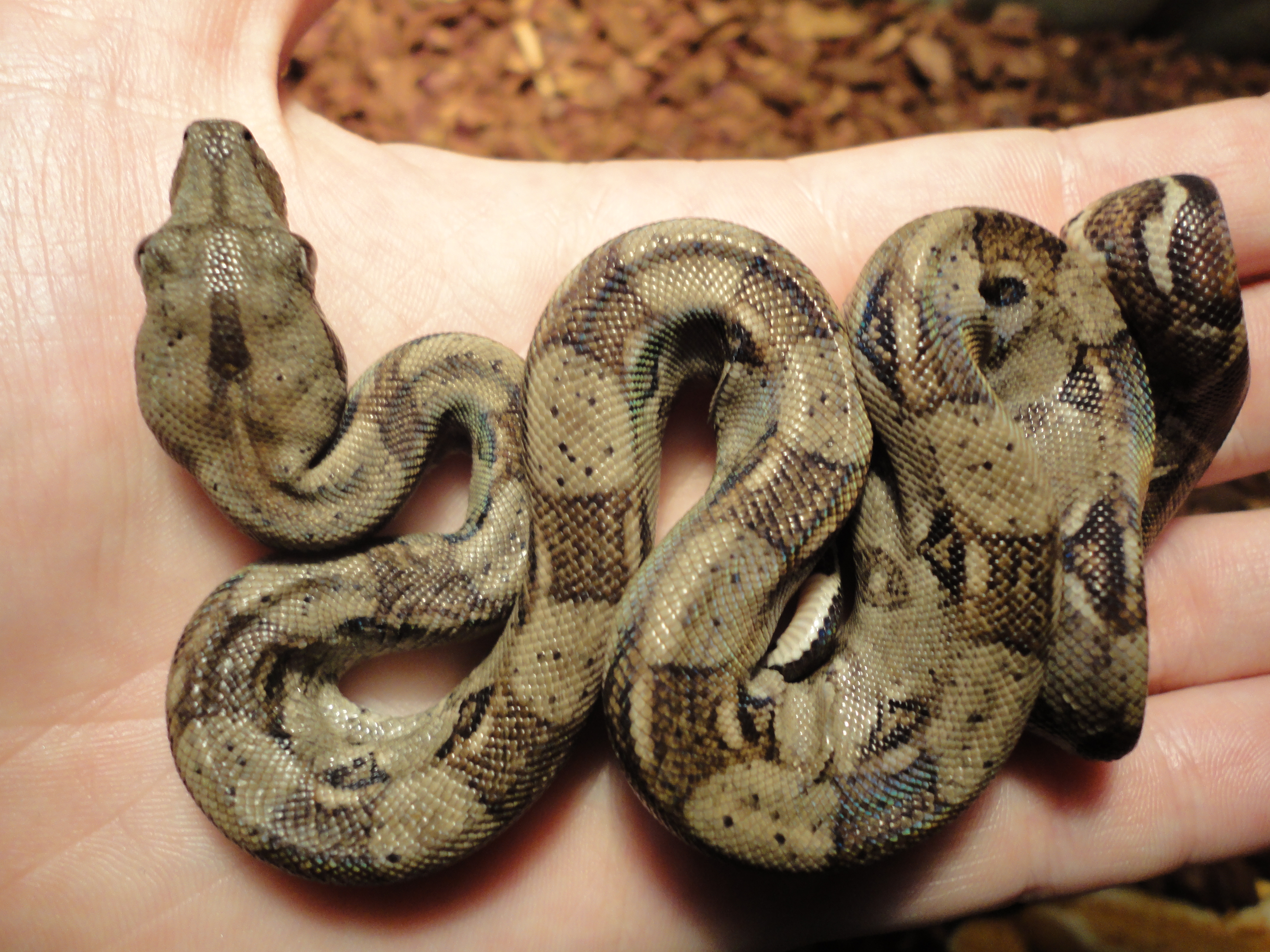 Boa constrictor | Wiki | Everipedia4320 x 3240