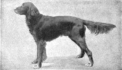 Britannica Dog 15.jpg