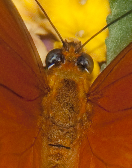 File:Butterfly 6a (4867226146).jpg