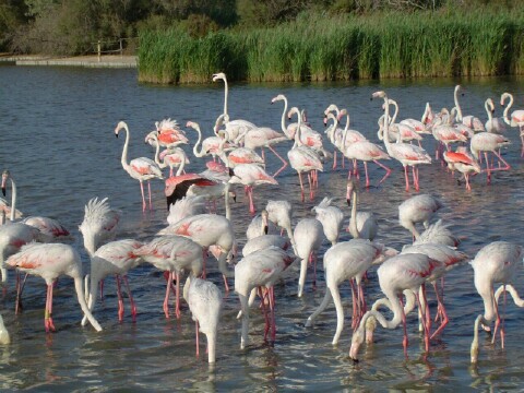 File:Camargueflamingos.jpg