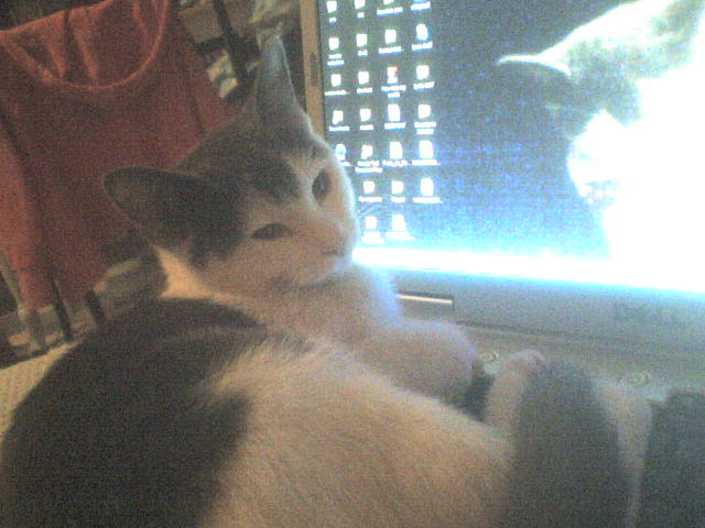 File:Cat on computer.JPG