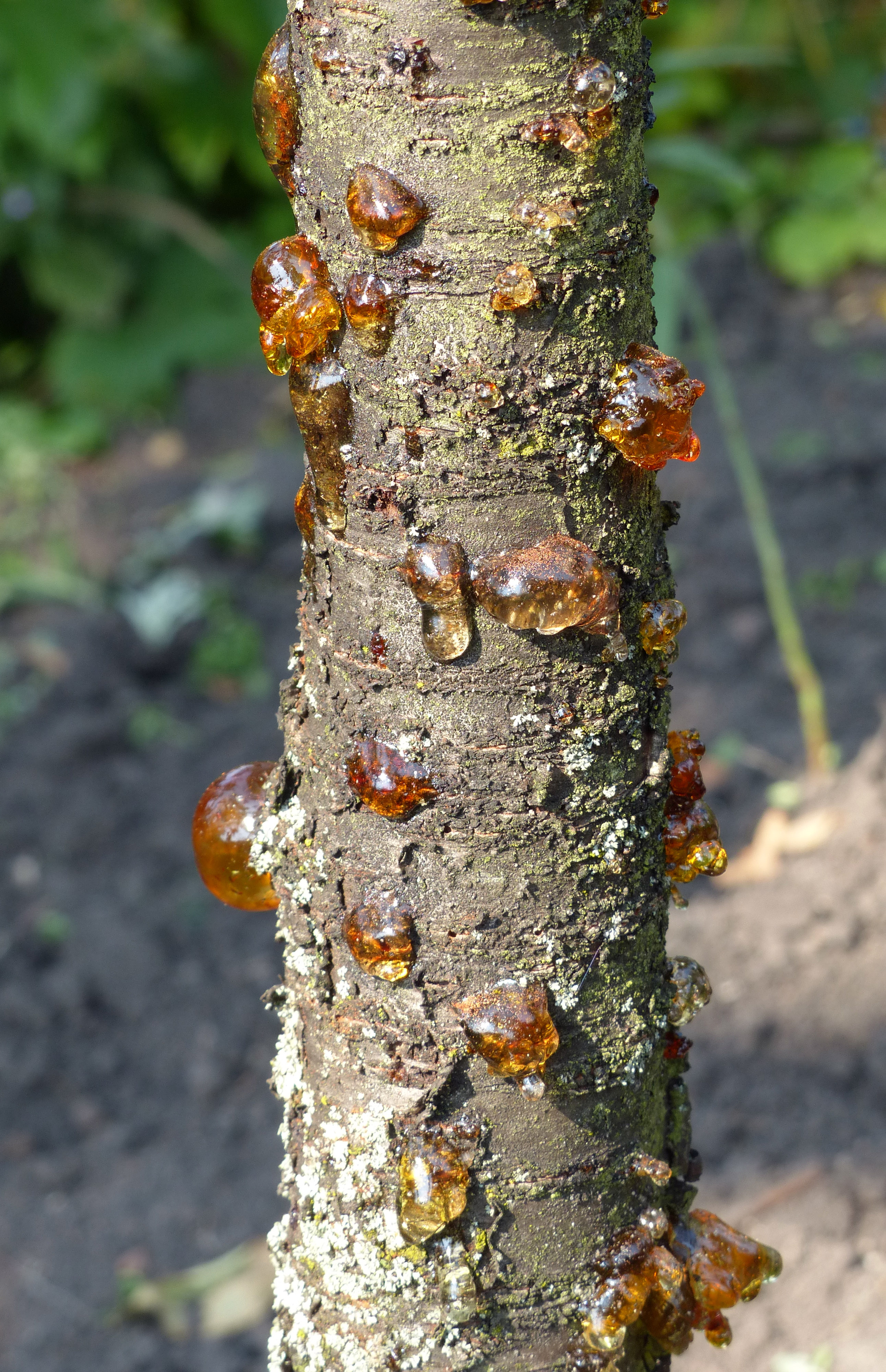 À quoi sert un arbre ?