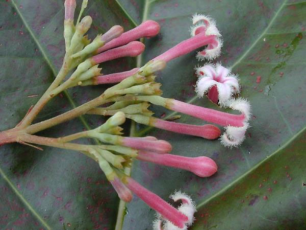 MITOS Y VERDADES DE LA CASCARILLA (Cinchona spp) Segunda entrega 