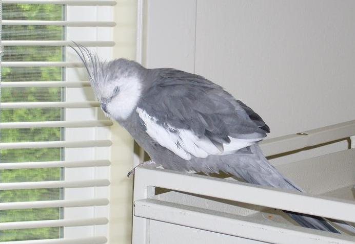 White faced cinnamon sales pied cockatiel