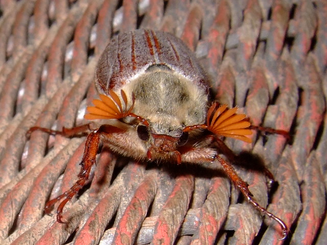 File:Cockchafer.JPG