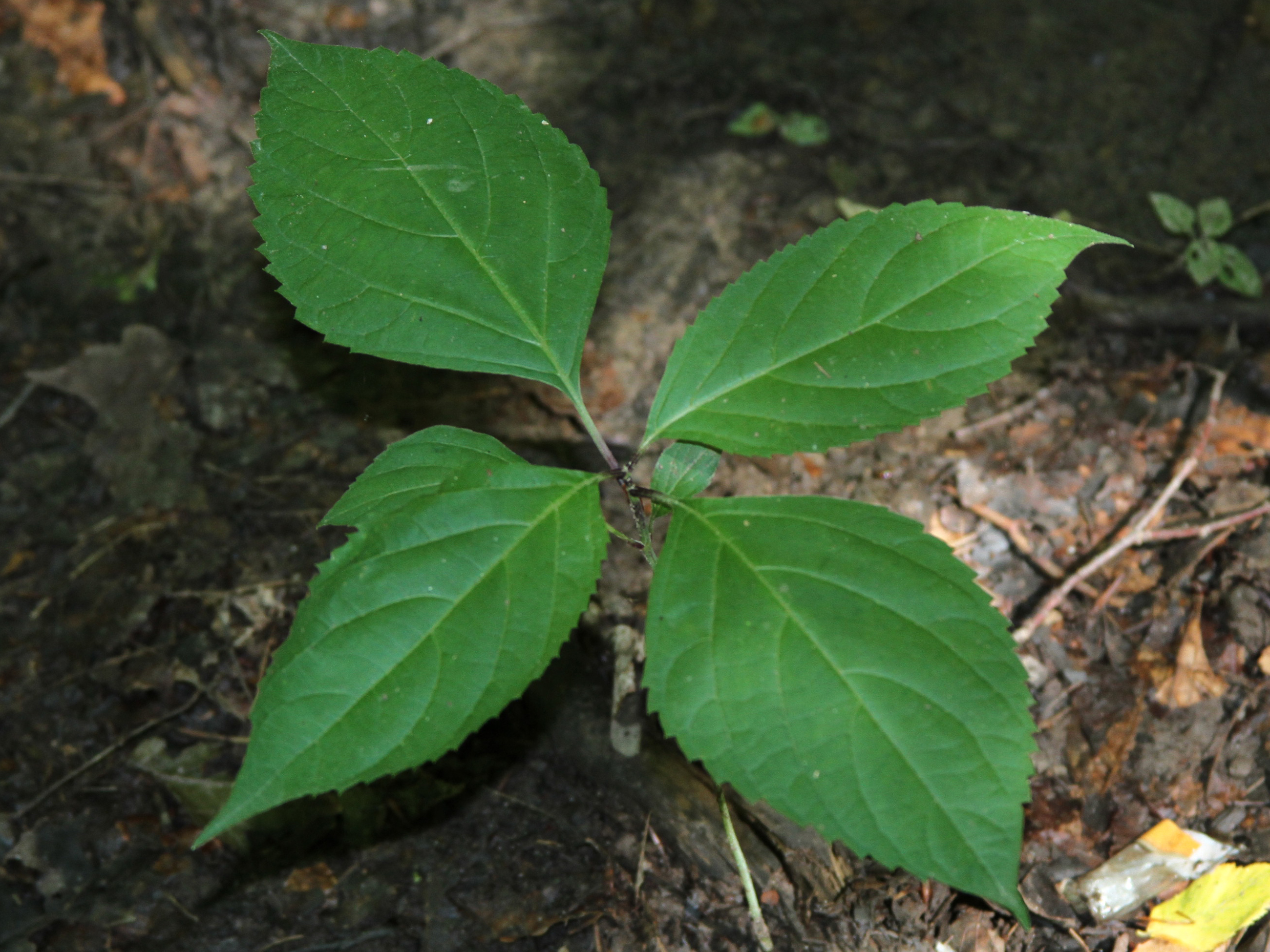 Collinsonia root. Collinsonia canadensis. Коллинсония. Коллинсония Collinsonia канадская canadensis растение. Каменный корень Collinsonia canadensis где купить в Москве.