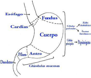 File:Estomago3.jpg