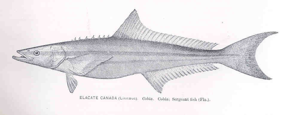 Cobitidae – Wikipédia, a enciclopédia livre