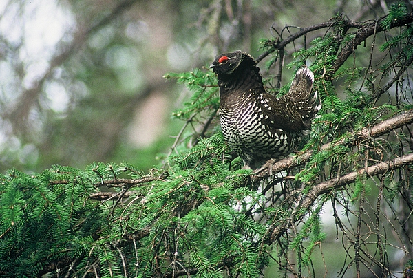 File:Falcipennis falcipennis displaying.jpg