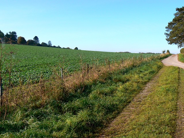 File:Farmland west of Palestine - geograph.org.uk - 998905.jpg