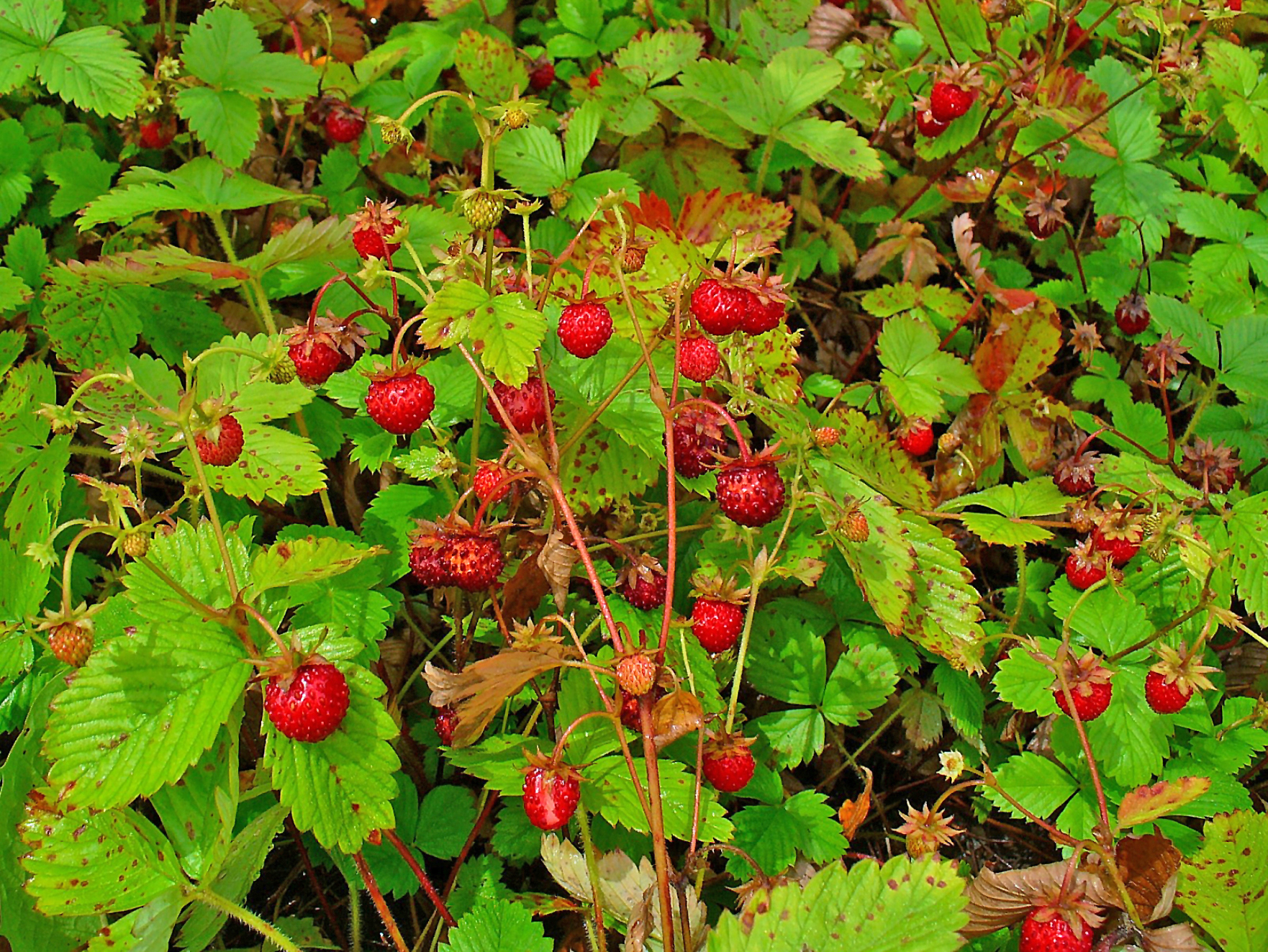 Фото земляники лесной. Земляника Лесная. Розоцветные земляника Лесная. Fragaria vesca. Лесная клубника и земляника.