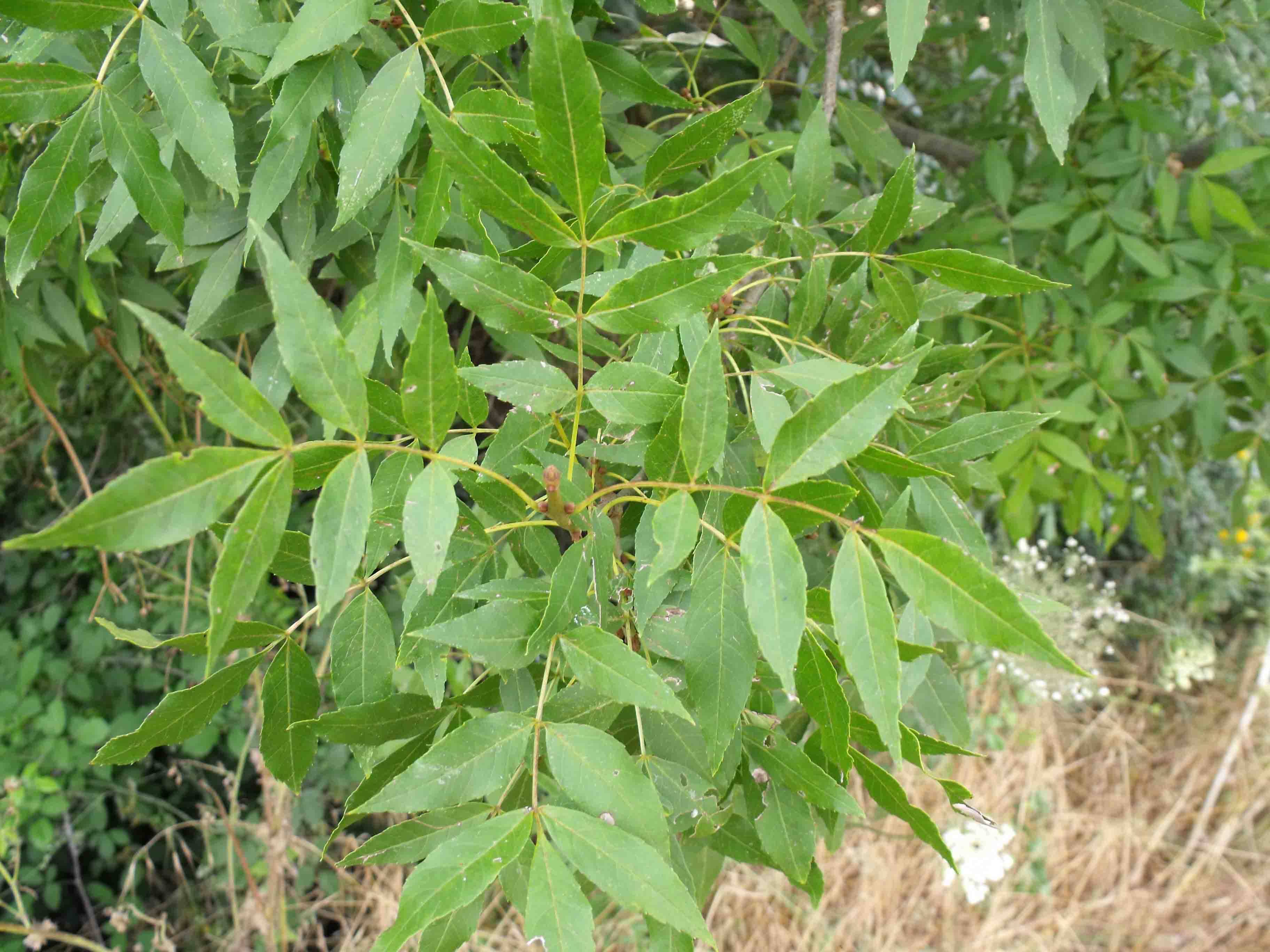 Ясень обыкновенный 'Argenteovariegata'