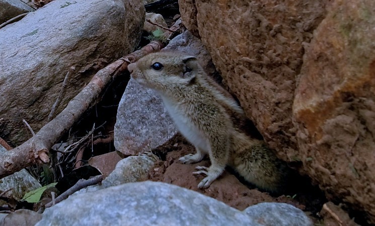 File:Funambulus pennantii 177245612.jpg