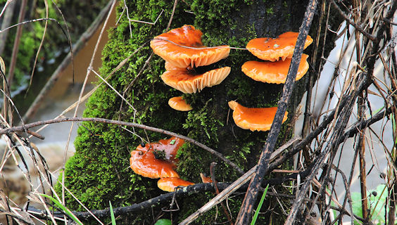 File:Fungus, Lagan towpath - geograph.org.uk - 1702394.jpg