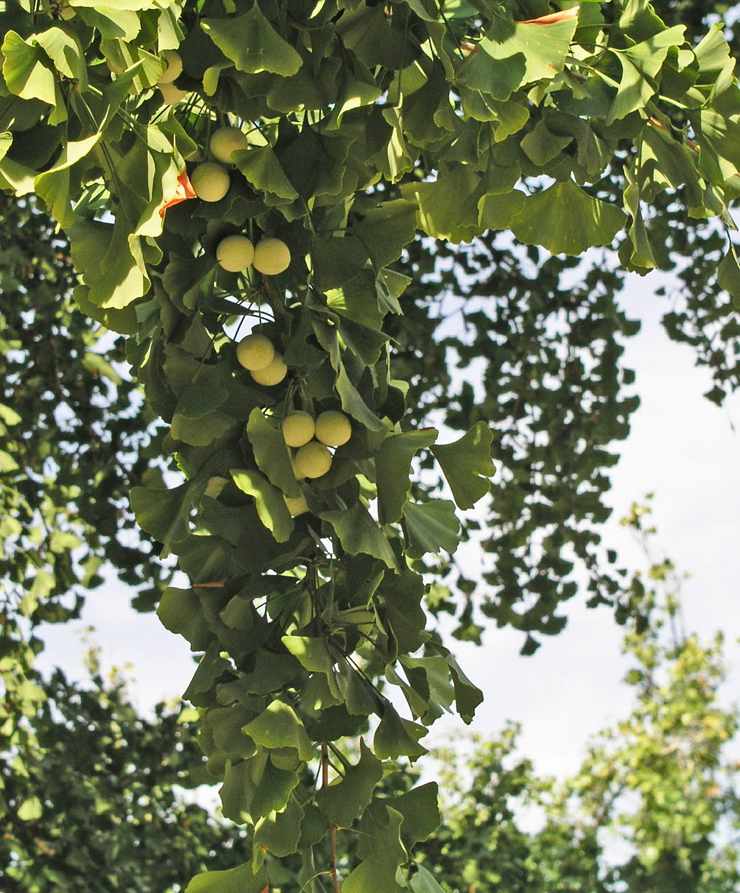 Ginkgo biloba — Wikipédia