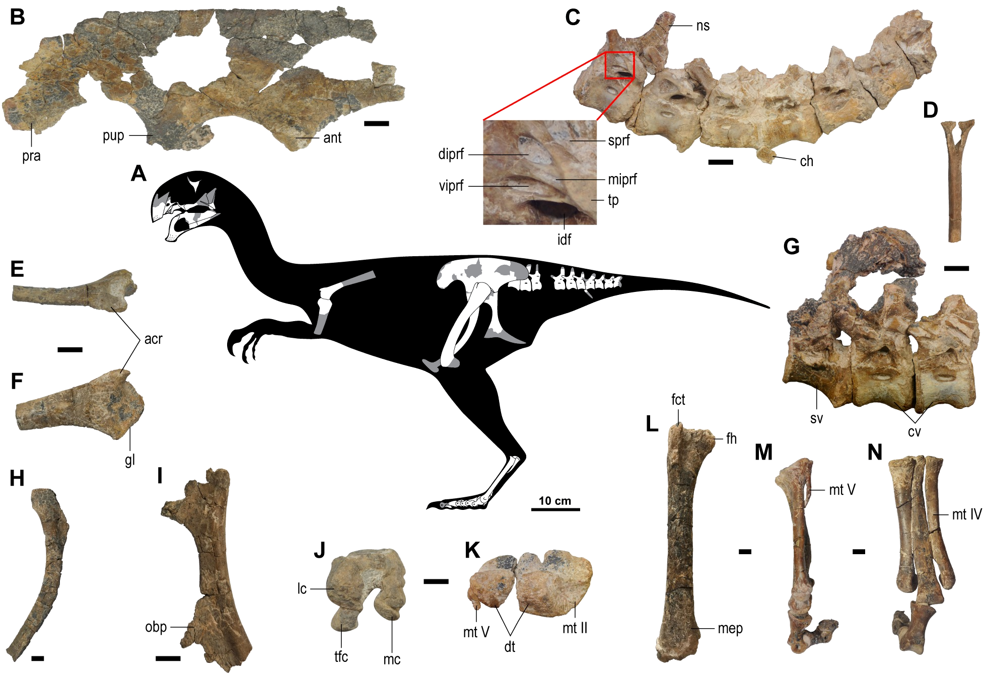 Nuevo oviraptorido de Asia Gobiraptor