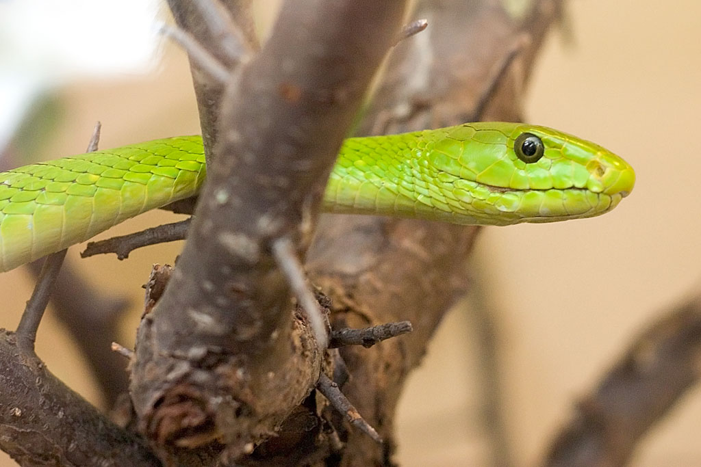 Chinese green snake - Wikipedia