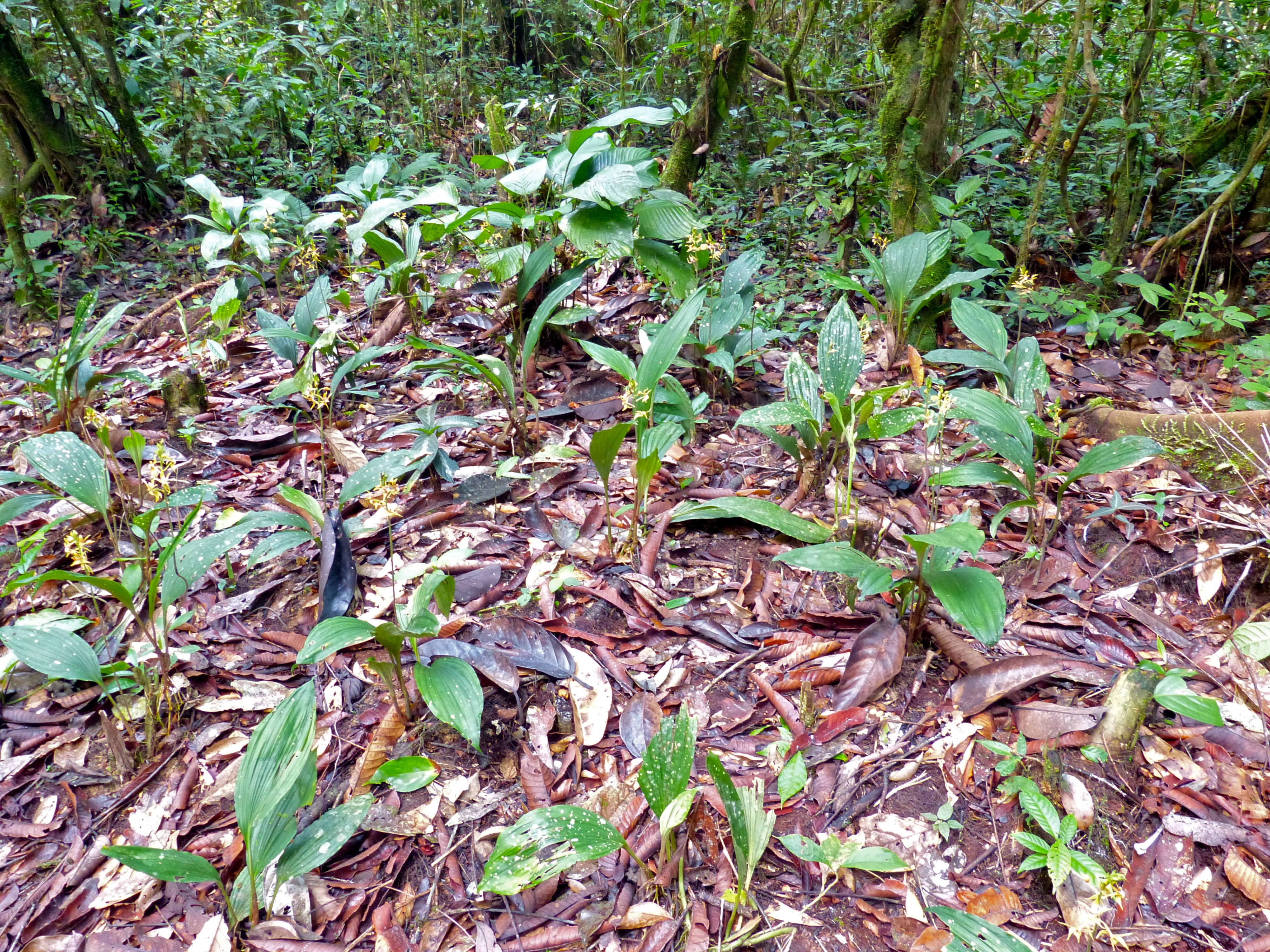 Ground Orchids (Plocoglottis acuminata) (8090063577).jpg