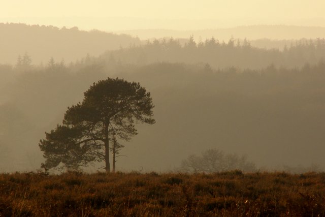 File:Hazy afternoon above Akercome Bottom, New Forest - geograph.org.uk - 296712.jpg