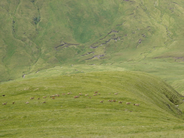 File:Herd of Red Deer - geograph.org.uk - 26446.jpg