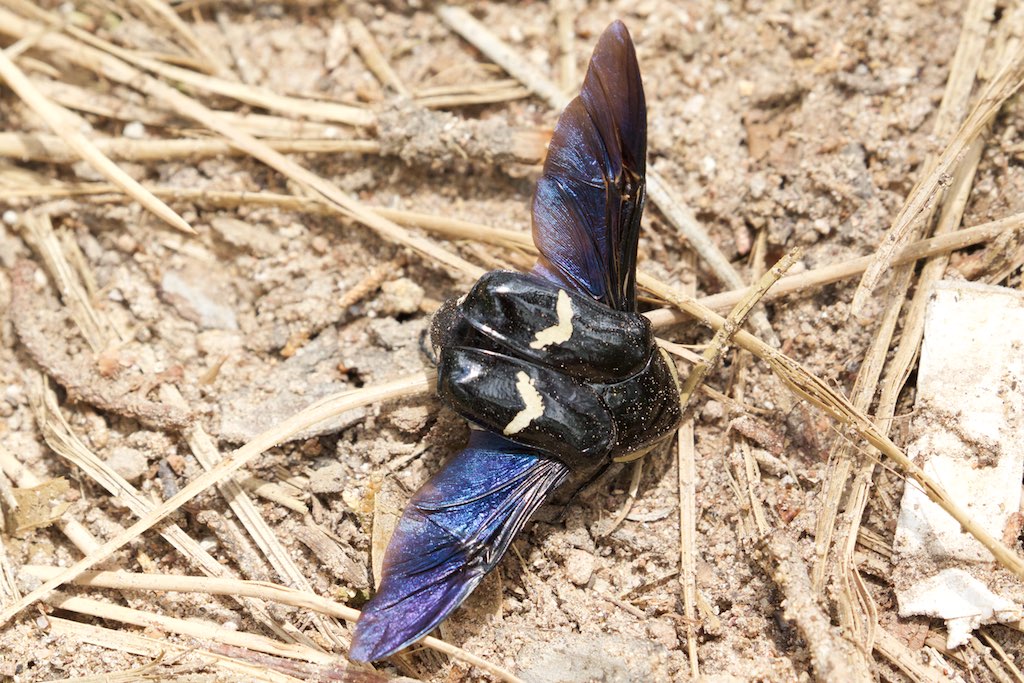 Insect - Rucker Canyon - AZ - 2015-08-13at13-16-561 (21646560221).jpg