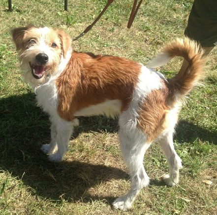 File:Kromfohrlander (Wirehaired).png