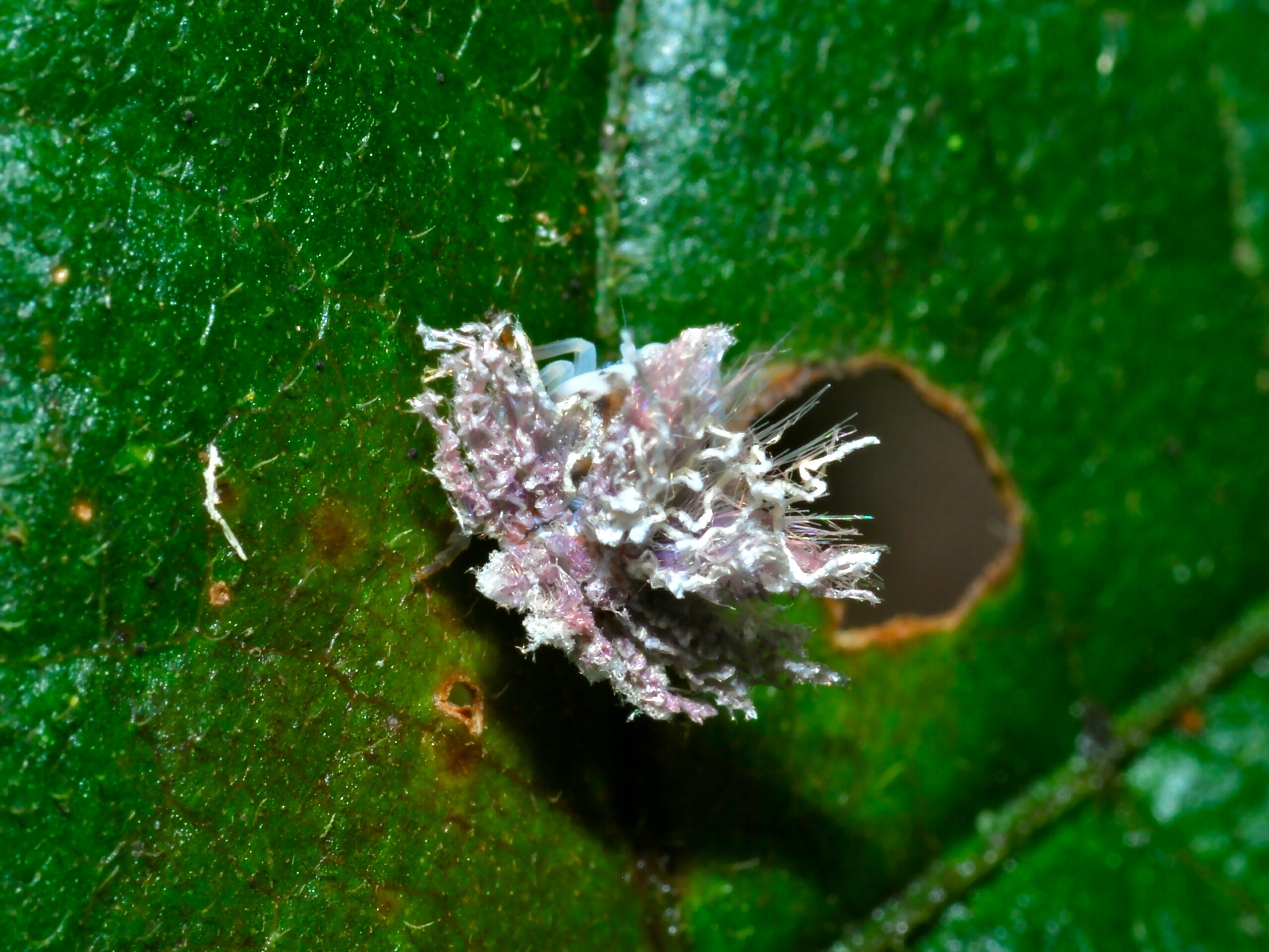 Leafhopper Nymph (Cicadellidae) back (7079386089).jpg