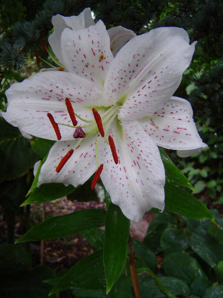 Lilium 'Stargazer' - Wikipedia