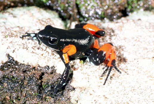 File:Mantella cowanii.jpg