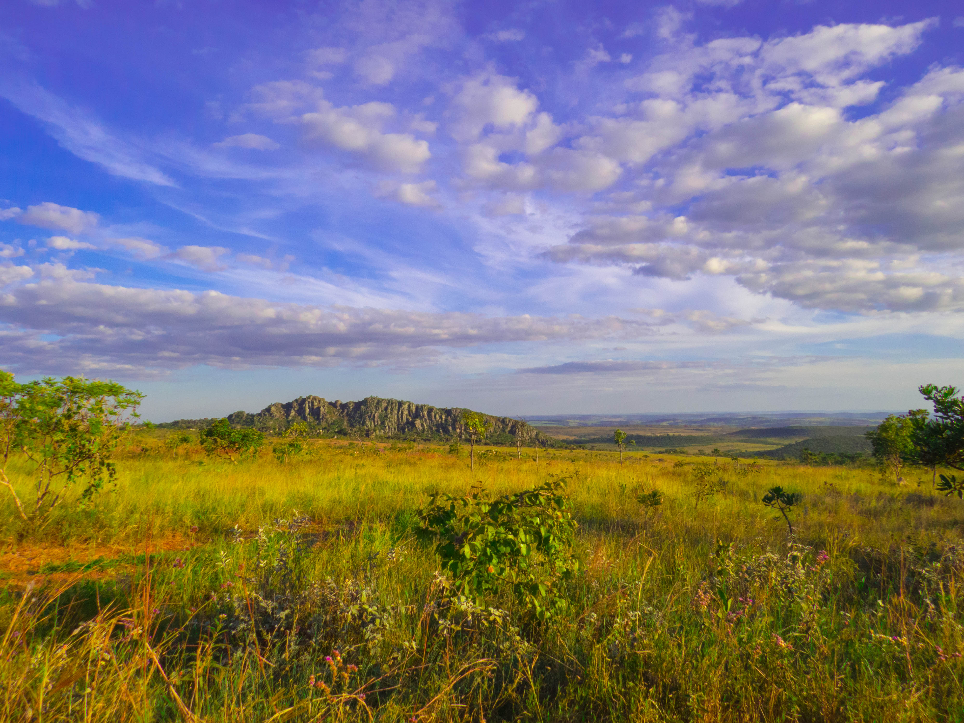 The cerrado vegetation of Brazil