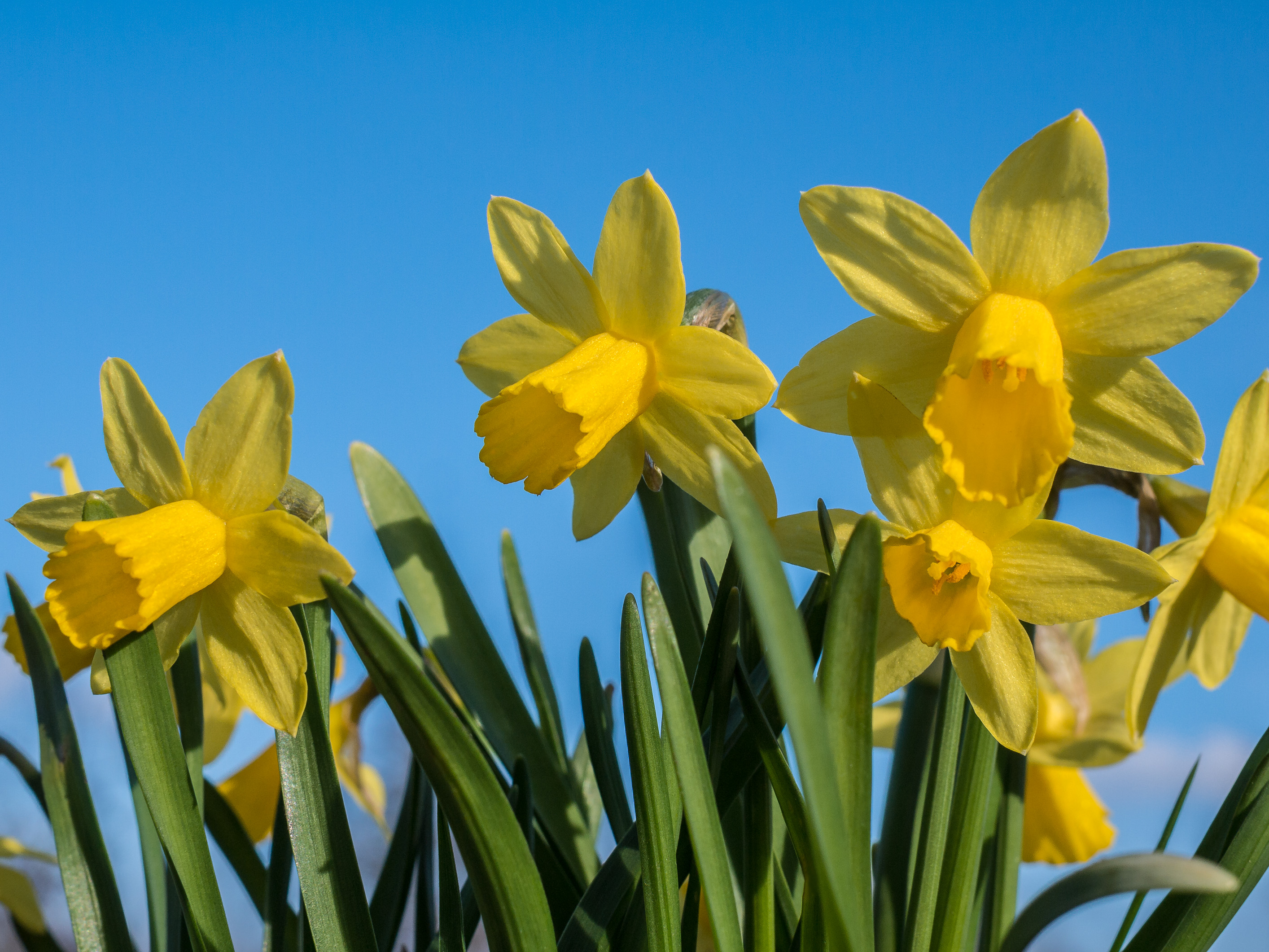 File:Narcissus flowers.jpg  Wikimedia Commons