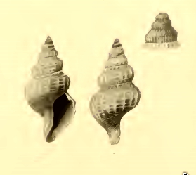 <i>Neopleurotomoides</i> Genus of gastropods