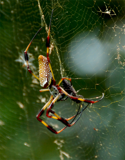 Spiders - Agricultural Biology