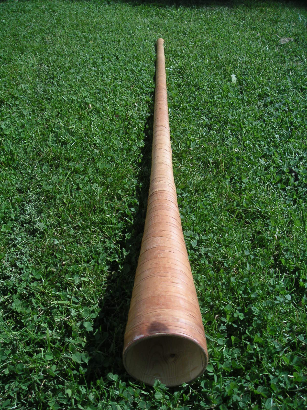 Birch trumpet - Wikipedia