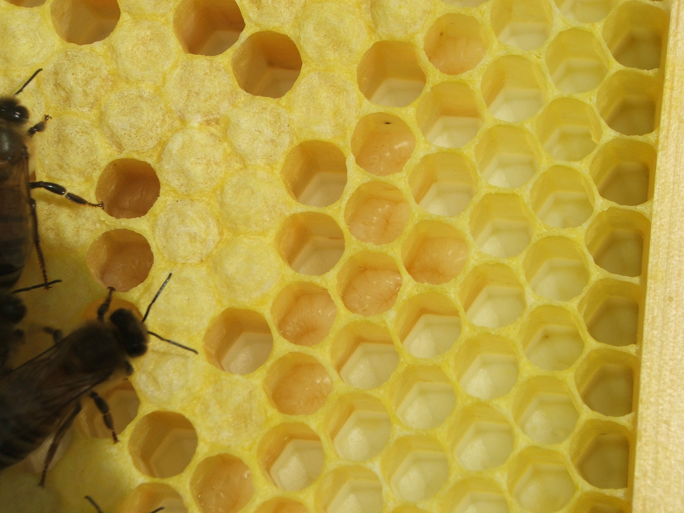 Restaurant Honeycomb Display Stand – The Honey Company