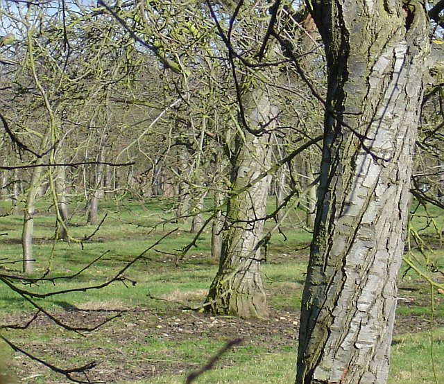 File:Old cherry orchard - geograph.org.uk - 122892.jpg