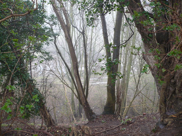 File:Old quarry viewed through the trees by Vicarage Lane - geograph.org.uk - 687271.jpg