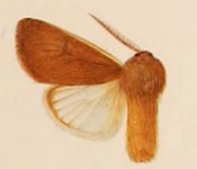 <i>Paracles felderi</i> Species of moth