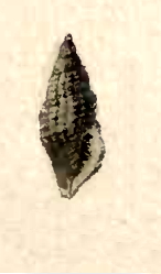 <i>Pseudodaphnella leuckarti</i> Species of gastropod