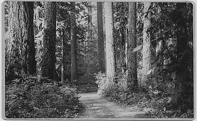 File:Puget Sound forest, ca 1890 (MOHAI 3268).jpg